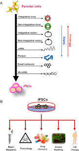 In the cells of some organisms, mitosis may occur without cytokinesis. Research And Therapy With Induced Pluripotent Stem Cells Ipscs Social Legal And Ethical Considerations Stem Cell Research Therapy Full Text