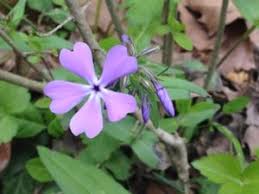 Poisonous plants hellebore oleander and vinca or periwinkle. Native Phlox A Virginia Garden Gem Loudoun Wildlife Conservancy