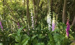 De bloemen lijken op vingerhoedjes, vandaar de naam. Vingerhoedskruid Een Sprookje In Het Wild Eetplezier Meer