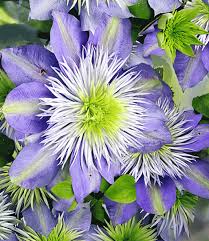 Клематис варшавска никэ (clematis warszawska nike). Clematis Crystal Fountain Tm Top Qualitat Baldur Garten