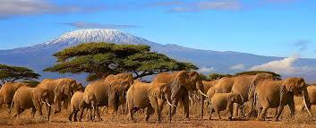 Kubwa Five Safaris (Arusha, Tanzania) - Contact Phone, Address