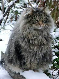 Pin On Practical Cats