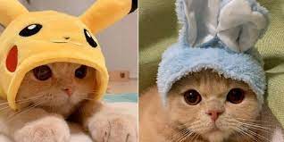 Imágenes de gatitos tiernos para usar de fondos de pantalla. Pin En Frases Cortas Para Fotos