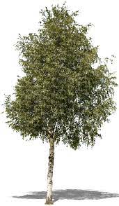Cut out trees in png format. Cut Out Medium Birch Vishopper