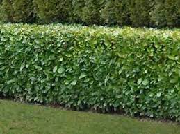 Our thriving finished hedges have you covered. Native Common Evergreen Cherry Laurel Bare Root Hedge Hedging Plants 5 Sizes Ebay