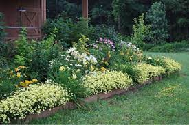 Coreopsis Moonbeam Coreopsis Moonbeam Landscaping Plants Secret Garden