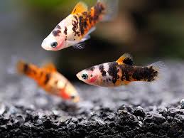 Image result for Platycoryne