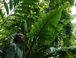 Image result for Stylochaeton puberulus