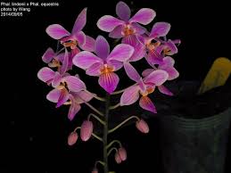 Image result for Disa equestris