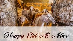 30 Ucapan Balasan Selamat Hari Raya Idul Adha Lucu Dikemas Dengan Pantun