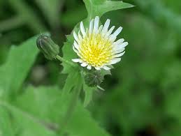 Image result for Sonchus wilmsii