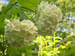 オオデマリ 大手毬 の花言葉と育て方 剪定や挿し木の方法は Horti ホルティ By Greensnap