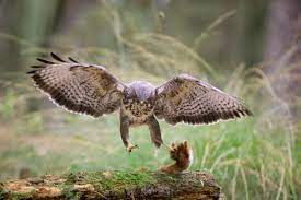 De vogel die het meest te zien is is de buteo buteo oftewel gewone buizerd. Kennis Kan De Buizerd Beschermen Trouw