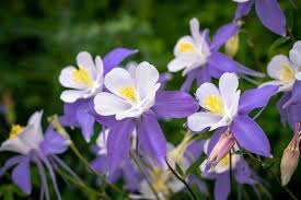 Will columbine rebloom if deadheaded? Growing Columbine Flower How To Care For Columbine