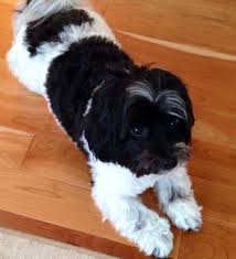 Black And White Havanese Puppy Black And White Havanese Xoxo Black Puppy Havanese Dogs Havanese