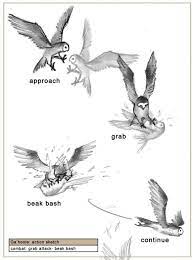 2008 Legend Of The Guardians Alister Lockhart Portfolio The Loop Guardians Of Ga Hoole Ga Hoole Legend Of The Guardians