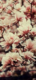 Realme 5 Wallpapers Magnolia Flowers Magnolia Flower Magnolia Wallpaper