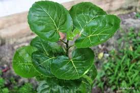 Kamu hanya perlu mengolah daun tersebut menjadi air rebusan dengan takaran sama seperti sebelumnya, yaitu rebus 10 lembar daun sirsak dengan 2 gelas air. 5 Manfaat Daun Mangkokan Untuk Kesehatan Tubuh Anda