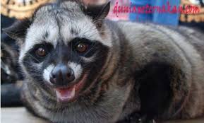 Musang adalah nama umum bagi sekelompok mamalia pemangsa (bangsa karnivora) dari suku viverridae. Musang Pandan Jantan Indukan Makanan Obat Vitamin Harga Jenis Cara