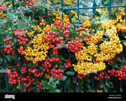 Image result for Pyracantha coccinea soleil d'or