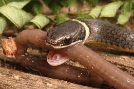 Mouths Posts And The O 39 Jays On Pinterest Snake Reptiles And Amphibians Reptile Snakes