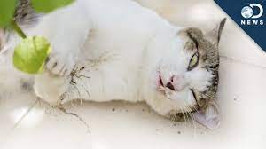 How Catnip Gets Cats High Youtube
