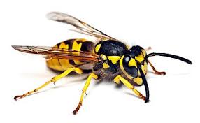 Black And White Wasp Identification It S Summer Again And It S Important To Be On The Look Out For Stinging Insects Like The Hornet Learn More Here Insects Get Rid Of Wasps Insect Stings