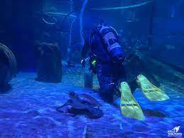 SEA LIFE Kelly... - SEA LIFE Kelly Tarlton's Aquarium