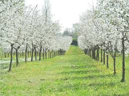 Una varietà botanica di nota. Alberi Di Amarene In Fiore In Primavera Picture Of Acetaia Rossi Barattini Formigine Tripadvisor