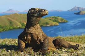 KOMODO ISLAND (2024) All You Need to Know BEFORE You Go (with Photos)