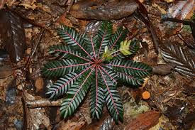 Image result for Biophytum