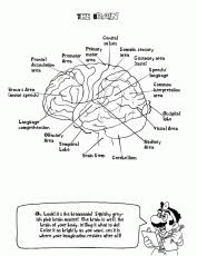 Human Brain Information Sheet Coloring Page Anatomy Coloring Book Coloring Books Words Coloring Book