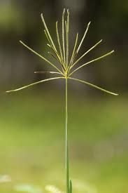 Image result for Eustachys