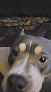 Chloe knows sign language so,...