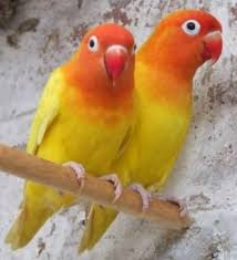 Pin Oleh Arza Di Beauty Bird Burung