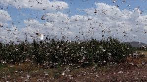 Mar,langostas del sahara,langostas negras,langostas gigantes,plaga de langostas en estados hay consenso: Plaga De Langostas Del Desierto Invade Parte De Kenia