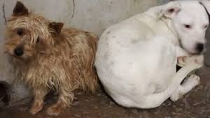 Adopt a dog, cat, or exotic pet today! Petition Ennis County Council Changes To Ennis Dog Pound Shelter Change Org