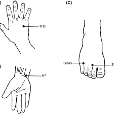 Acupuncture Points Stimulated In The Study A Te3 Acupoint Is Download Scientific Diagram