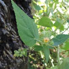 Image result for Sida urens