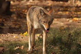 Arizona Wildlife Arizona State Parks