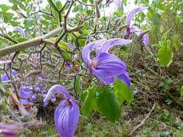 Image result for Brillantaisia madagascariensis