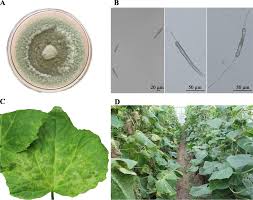 Genome sequence and spore germination-associated transcriptome analysis of  Corynespora cassiicola from cucumber