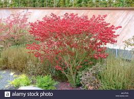 Strauch Euonymus Alatus Compactus Flugel Spindel Flugel Spindelstrauch Euonymus Alatus Compactus Stockfoto In 2020 Pflanzen Flugel Spindelstrauch Fotografie