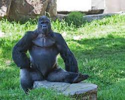 The Snitch San Francisco News And Events Sf Weekly Baby Gorillas Gorilla Zoo