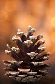 Epingle Sur La Nature