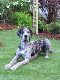 Blue heeler mix puppies for sale in pa and ohio! Blue Merle Great Dane Puppies Online Shopping