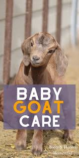 Baby Goat Care Guide To Raising Baby Goats How To Care For Newborn Goats What Do Baby Goats Eat And More Kid Goat Tips Baby Goats Goat Care Goats