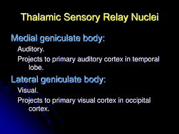 The lateral and medial geniculate nuclei are specific nuclei that relay vision and hearing, respectively. Thalamus Lecture Ppt Download