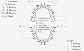 Diagram Tooth Chart Letters Trusted Wiring Number Usa Baby