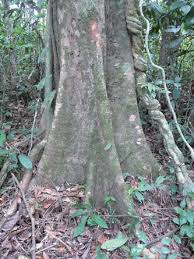 Image result for Dactyladenia